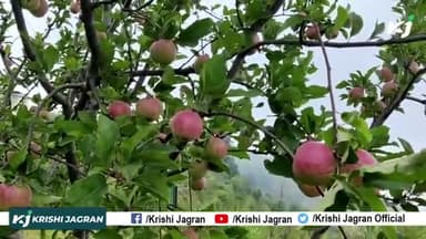 Apple Variety 2022 : Apple की कौन सी Variety है Best ?
#AppleFarming #Uttarakhand #BestVariety