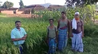 लाखों किसानों का विश्वास सिंजेंटा कंपनी के साथ जो देता है उच्चगुणवत्ता वाली बीज जिससे मिले ज्यादा उपज#live_report