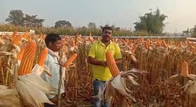 एनके 7328 जो देता है विपरीत परिस्थिति में भी भरपूर उपज#livebokaro #news_hunt #new #news24