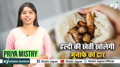 Haldi की खेती कब और कैसे करें पूरी जानकारी
#Turmeric #TurmericFarming #TurmericCultivation