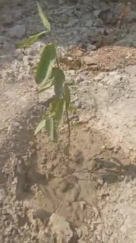 कायमगंज: पिलखना में आज लगाये वृक्ष
##Prakash Nagar##