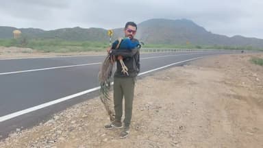 8वां राष्ट्रीय पक्षी मोर बचाया गया
राणीगांव में कुत्तों ने किया था घायल
national bird peacock
#peafowl  #greenmanofindia