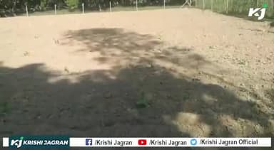 Banana Farming : बारिश में करें केले की रोपाई होगी अच्छी पैदावार
#Kisan #BananaFarming #BananaSapling