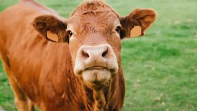 Cow Breeds : गाय की ये ख़ास नस्लें जो दे सकती है आपको ज्यादा मुनाफा
#CowBreeds #ProitableBusiness #JerseyCow