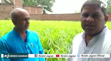 Lemon Grass : लेमन ग्रास की खेती कर कम लागत से कमाएं लाखों
#LemonGrass #Kisan #ProfitableBusiness