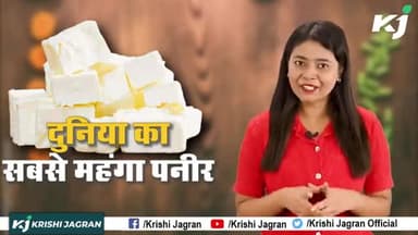 Donkey के Milk से बनता है दुनिया का सबसे महंगा पनीर
#BalkanDonkey #WorldmostExpensiveCheese #Paneer