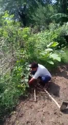 टीकमगढ़: भारतीय किसान संघ का सतत वृक्षारोपण कार्य जारी है।#भारतीयकिसानसंघ