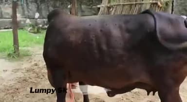 पीलीबंगा: #गो माता का देसी ईलाज
#जय गौ माता#