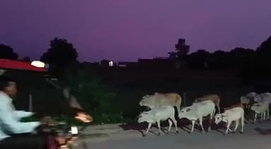 महगाई की मार और इनसे सब बेबस।।#गो माता