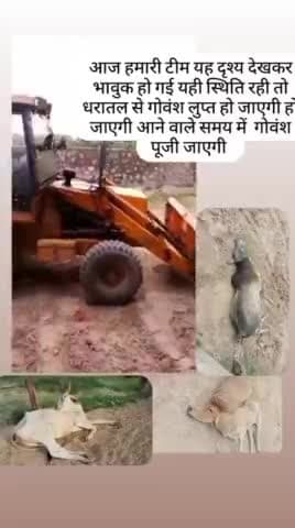 पचपदरा: हर हालत से निपटने को तैयार है हम। अब एक और गऊ माँ को हालातों से मजबूर होकर नहीं मरने देंगे।
#गोवंश_बचाओ_अभियान
