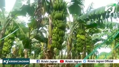 केले की खेती की संपूर्ण जानकारी, कम लागत में पाएं लाखों का मुनाफा |
#KelekiKheti #TissueCulture #BananaFarming