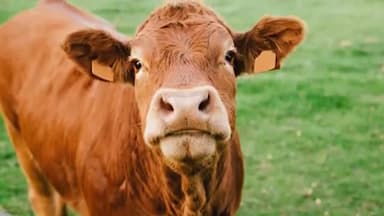 Cow Breeds : गाय की ये ख़ास नस्लें जो दे सकती है आपको ज्यादा मुनाफा | Jersey Cow Breed |Dairy Farming
#CowBreeds #Jersey