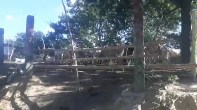 गौ आश्रय केंद्र चौहत्तरकला अव्यवस्थाओं का शिकार नही चारा व्यवस्था#गौ आश्रयकेन्द्र# समुचित व्यवस्था#लापरवाह जिम्मेदार
