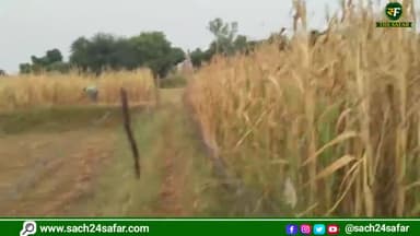 दौसा: बारिश के डर से बाजरे की कटाई कर रहें बच्चे #dausa #sindoli #viralviddo