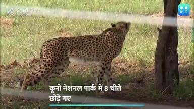 मधुबनी: कुनो नेशनल पार्क 🏞️ में नामीबिया से लाए गए चीते कैसे करेंगे संवाई #चितो 🐯 #कि #भारत #वापसी