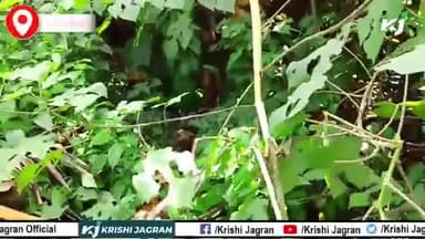 जानिए कैसे करें पर्वतीय इलाके में केले की खेती | Banana farming | kele ki kheti
#bananafarming #kelekikheti #FTJ
