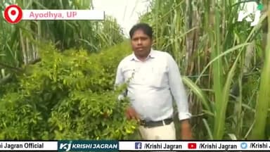 गन्ने के साथ मिर्ची की खेती करके किसान कमा सकते है दोगुना मुनाफा
#ganna #sugarcane #chilli
