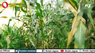 जानिए कैसे Fertilizer के उपयोग के बिना भी कर सकते हैं मक्के की खेती
#corn #fertilizers #farmers