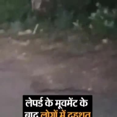 दौसा: गणेश पूरा रोड पर घूमता दिखा टाइगर, लोगों में दहशत का माहौल #dausa #virolvideo