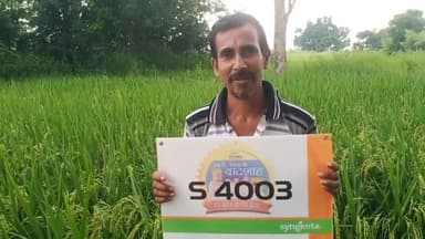 #Excellent Performance Frontline S 4003 Hybrid Rice
# 120 से 125 दिन में तैयार
# कम सिंचाई की आवश्यकता
#live