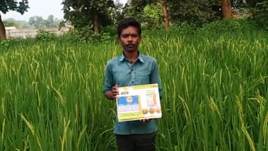 #Excellent Performance Frontline S 4003 Hybrid Rice
# 120 से 125 दिन में तैयार
# कम सिंचाई की आवश्यकता
#live