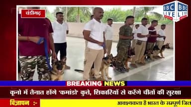 कूनो में तैनात होंगे 'कमांडो' कुत्ते, शिकारियों से करेंगे चीतों की सुरक्षा, मिल रही खास ट्रेनिंग #चंडीगढ़ #एनसीआर