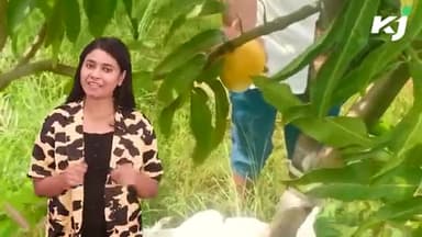 FTJ किसान जमील अहमद से जानिये की कैसे तैयार होता है King Mango | Mango Farming
#mangofarming #ftj #farmerthejournalist
