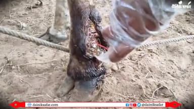 दौसा: सिंडोली में लंपि से पीड़ित गायों का किया जा रहा इलाज #lampi #dausa