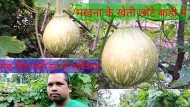 सरगुजा जिले के उदयपुर के ग्राम डाँड़गांव में मखने की खेती युवा किसान अपने बाड़ी मे कर रहा#उत्पादन#आमदनी#आय