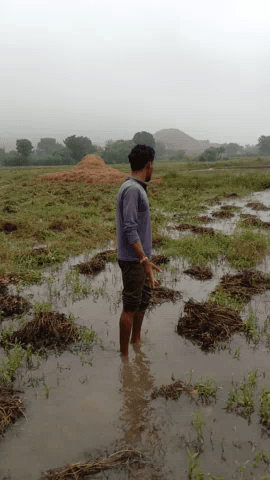 नरवर: नरवर तहसील जिला शिवपुरी में लगातार वर्षा होने से किसानों को हुआ बहुत ही नुकसान किसानों की फसल हुई तहस-नहस#नरवर