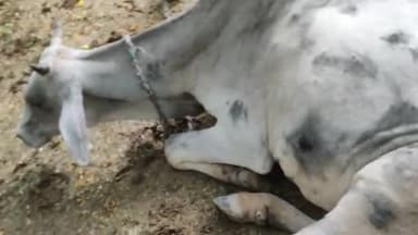 बिलाव् गांव मे एक नया लम्पी वायरस का मामला सामने आया है गाय है पीड़ित
#lampivirus #lampi #virus #cow_safety
#viralsach