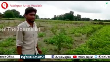 अमरुद के साथ करें और फसलों की खेती और कमाएं अच्छा मुनाफा |Amrood ki kheti
#ftj #farmerthejournalist #amrood #guava
