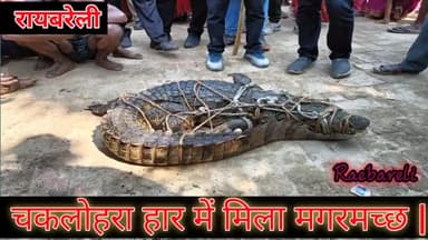 रायबरेली- चकलोहरा हार में मिला मगरमच्छ #मगरमच्छ #रायबरेली