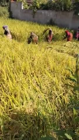 अंबिकापुर: धान कटाई चल रहा है
@#अम्बिकापुर में