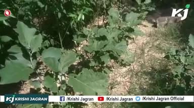 इस वीडियो में देखे रोग ग्रस्त बैंगन के पौधों को कैसे बचाएं कीट से | Brinjal farmig Tips
#farming #brinjalfarming