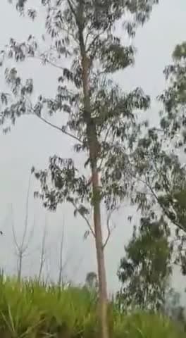 गोला गोकरणनाथ: #भीरा क्षेत्र के ग्राम लन्दनपुर में दिखा #तेंदुआ ग्रामीणों में दहशत फैली