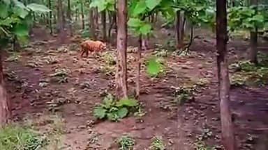 #गोला_अलीगंज मार्ग पर दिखा #बाघ लोगो मे #दहशत का माहौल