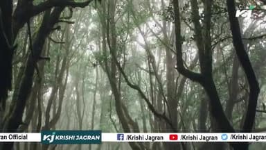 Viral Video : इसे पेड़ समझें या नल, पेड़ से पानी गिरता देख हैरान हैं लोग
#watertree #mysterioustree #Trees