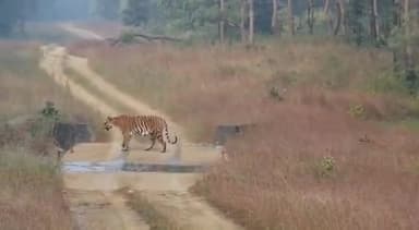 हम प्रत्येक जीव के लिए इसी तरह का उन्मुक्त, सुरक्षित वातावरण बनाने के लिए संकल्पित हैं।
सतपुड़ा टाइगर रिज़र्व #TigerStateMP