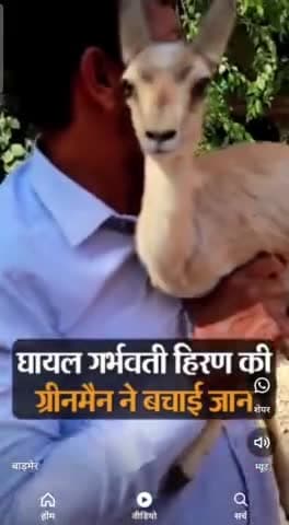 प्रेग्नेंट हिरणी रो पड़ी थी मेरी गोद में
180 वां हिरण 
@गोद में उठाया तो इंसानों के जैसे बिलखने लगी 
#greenmannarpat #greenmanofrajasthan #ग्रीनमैन
