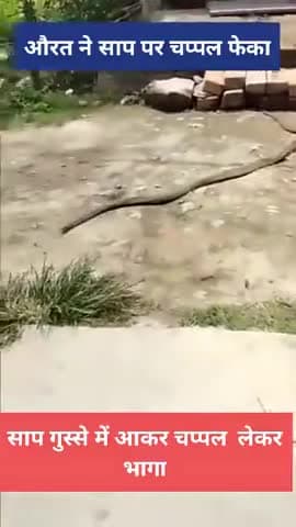 सांप ने चप्पल लेकर भागा। #snak #viralreal #viralvideosपरआपकेबच्चों #