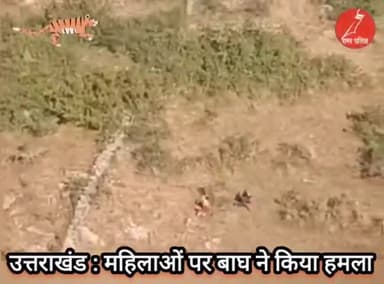 उत्तराखंड: महिलाओं पर बाघ ने किया हमला, बाल बाल बची जान #tigerattack #टाइगर_का_हमला #बाघ_का_हमला #उत्तराखंड #Uttarakhan