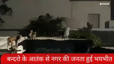 तुलसीपुर:बन्दरो के आतंक से तुलसीपुर नगर की जनता परेशान #बन्दर#नगरवासी#परेशान
