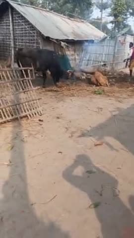 कोढ़ा: कोढा प्रखंड के फुलवरिया वार्ड नंबर 8 में एक शार के आने के बाद आम जनता प्रेसान देखिए फूल वीडियो
##फुलवरिया ##