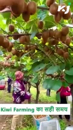 Kiwi Farming का सही समय | Kiwi Fruit Farming | kiwi Plantation Timing
#agriulture #farmersbenefits #farming