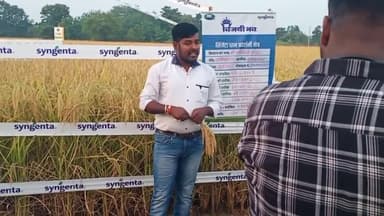 बलरामपुर रामानुजगंज के किसानों का पहली पसंद धान#agricluture
@everyone