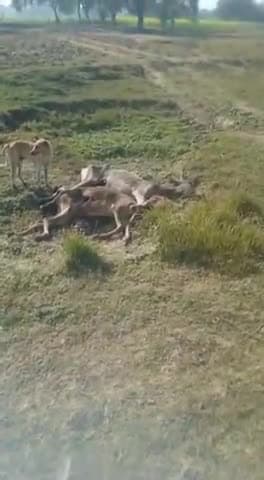 बिसंडा के कैरी में मरे पाए गए दर्जनों गौवंश
कुत्ते नोच नोच कर खा रहे
ज़िम्मेदार अधिकारी मौन
#bisanda #gaushala #banda