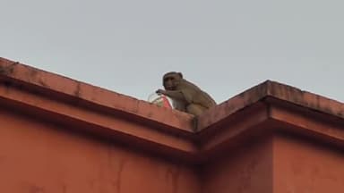 क़मालगंज सीएचसी पर बंदरो का आतंक #बंदर #सीएचसी