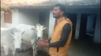 रॉबर्ट्सगंज: रेंजरी मे रेंजर साहब नही बैल साहब रेंजरी का देख भाल करते है || #khaliyari || YouTube channel👉#rockstardkp