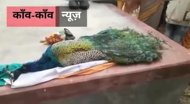 पंखों के लिए मारे जा रहें हैं मोर।
#बिहार #गोपालगंज #भोरे #मोर